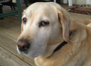 Yellow Lab