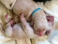 PuppiesWeek1