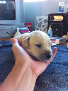 Puppies Week 3