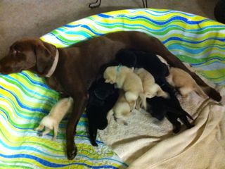 Puppies Week 3