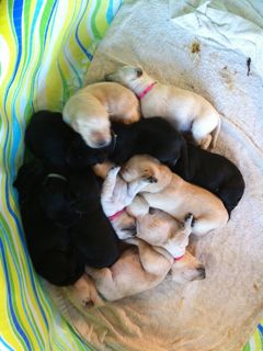 Puppies Week 3