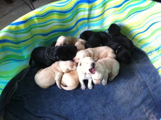 Puppies Week 3