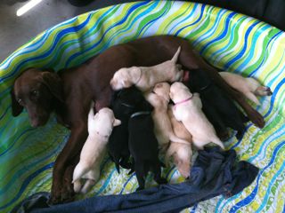 Puppies Week 3