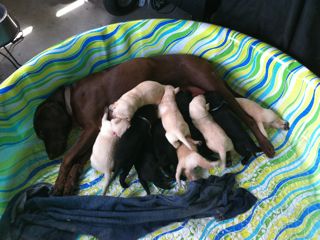 Puppies Week 3