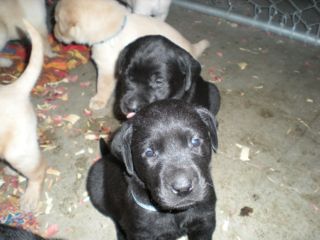 puppies week 4
