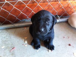 puppies week 4