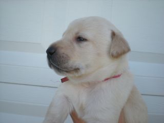 Puppy A