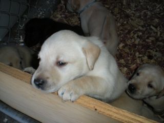 puppies week 5