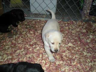 puppies week 5