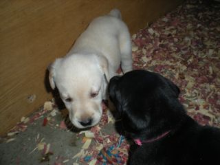 puppies week 5
