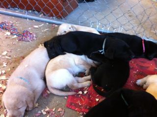 puppies week 5