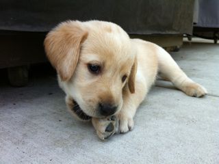 Puppies Week 6