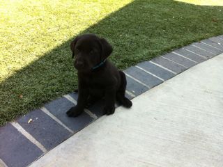 Puppies Week 6