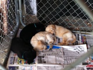 Puppies Week 7
