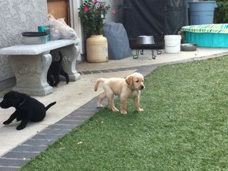 Puppies Week 7