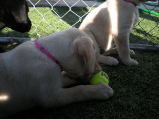 Puppies Week 7