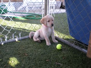 Puppies Week 7