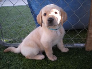 Puppies Week 7
