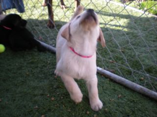 Puppies Week 7