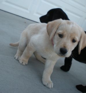 puppieswk8