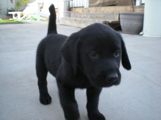 puppieswk8