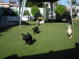 puppieswk8