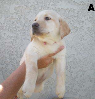 puppieswk8